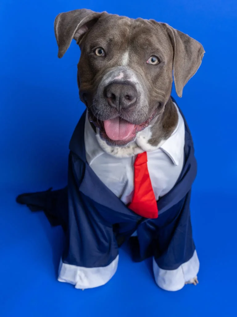 dog with tie