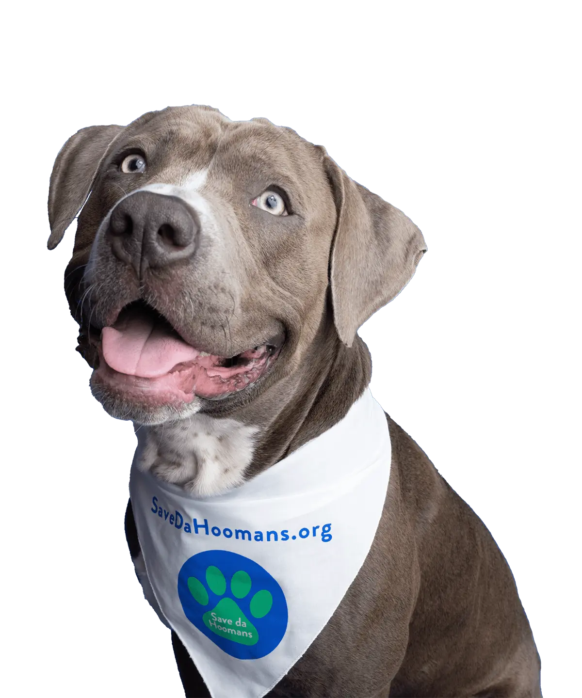Happy Dog with Neck Scarf