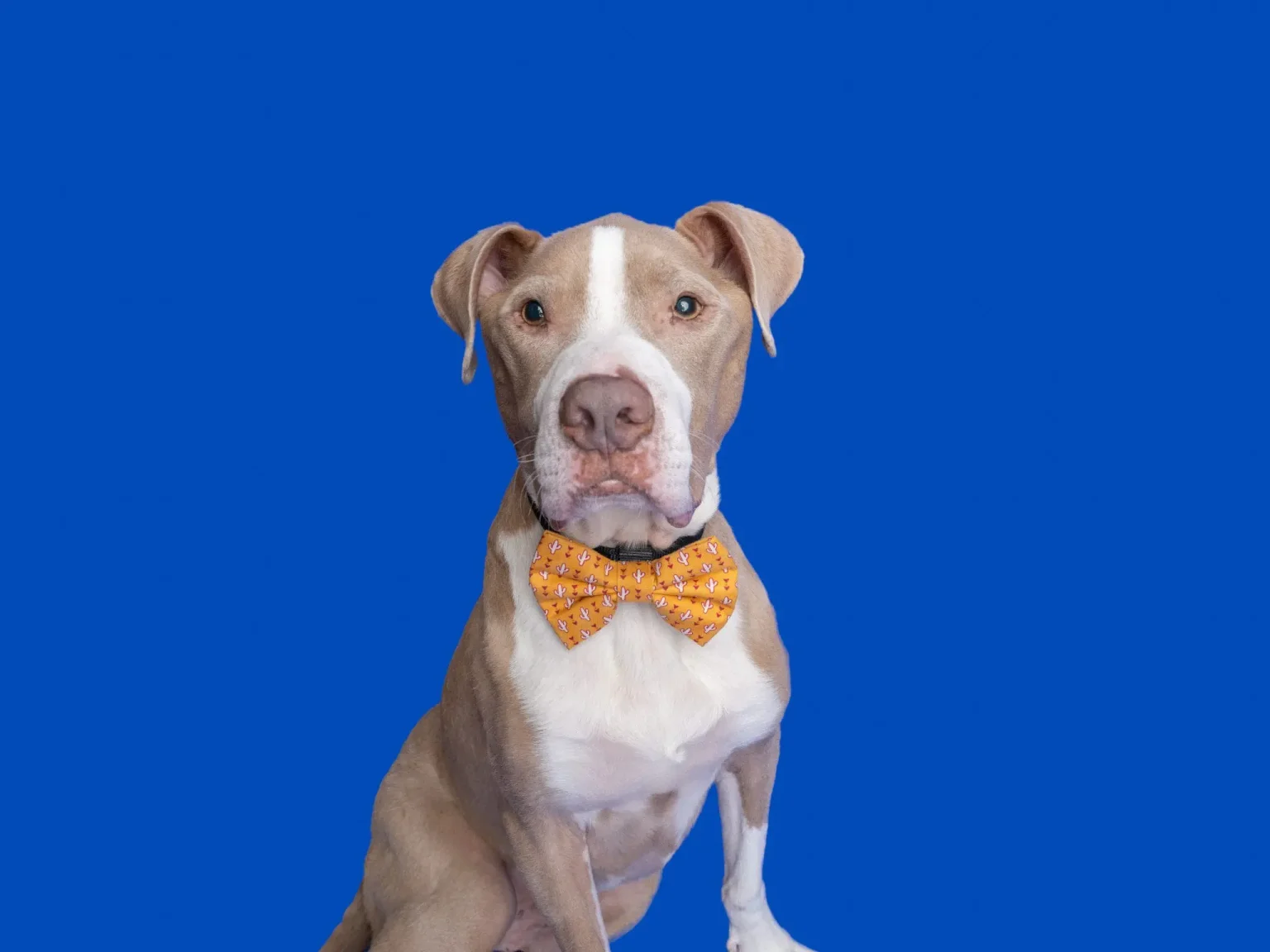 Leo with Bow Tie